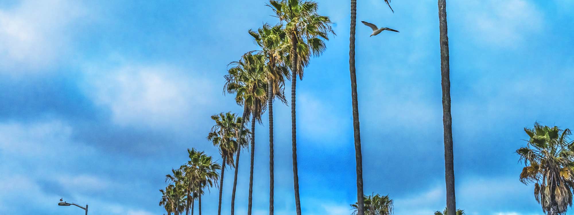 palm trees blue sky
